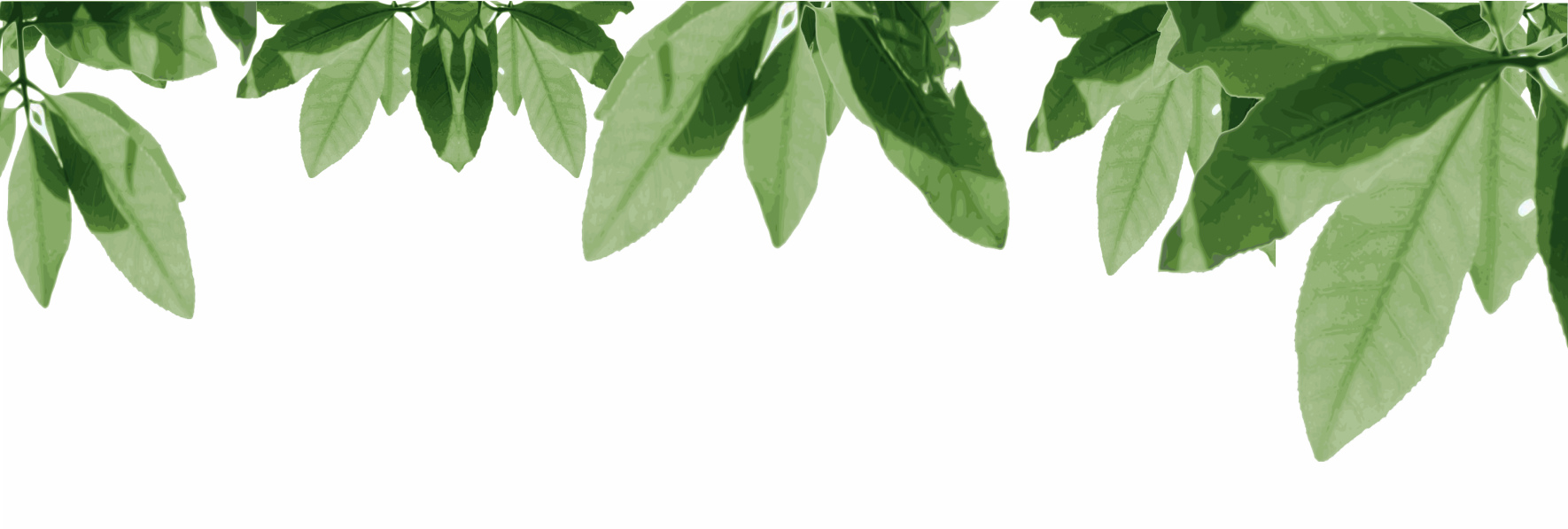 feuilles premier plan